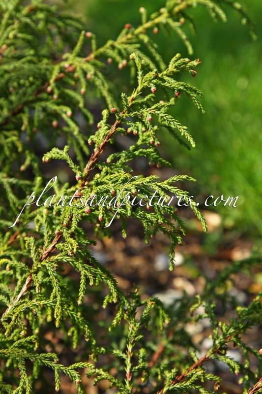 Phaeroshpaera fitzgeraldii