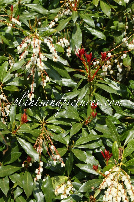 Pieris formosa ‘Jermyns’