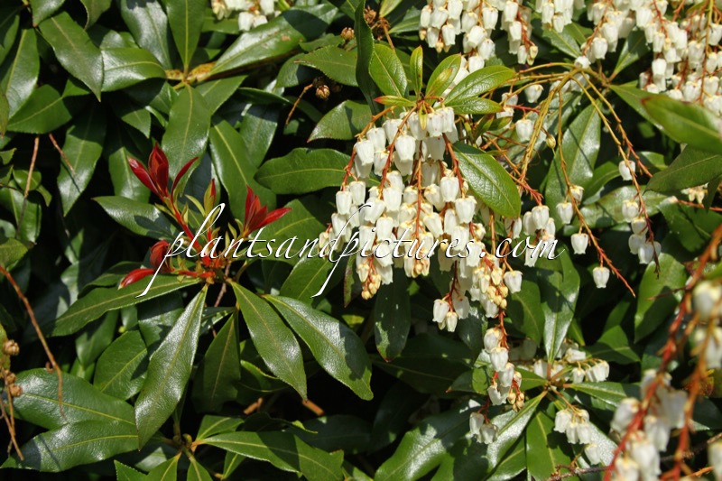Pieris formosa ‘Jermyns’