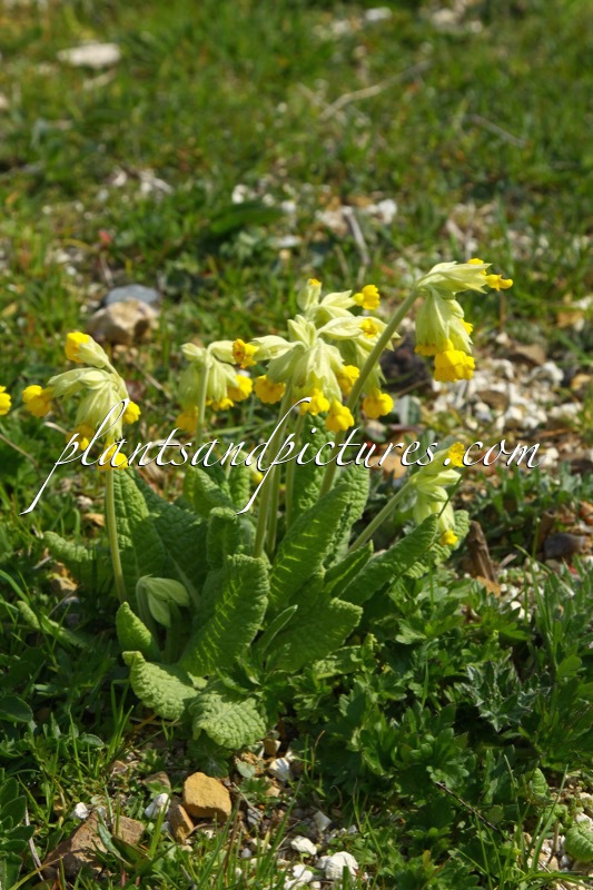 Primula vulgaris