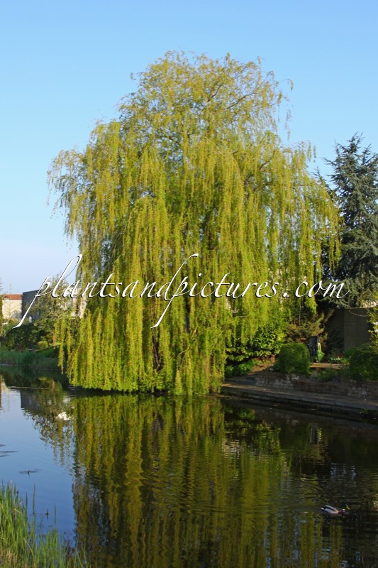 Salix sepulcralis ‘Chrysocoma’