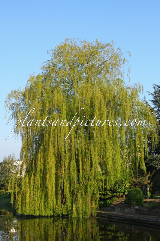 Salix sepulcralis ‘Chrysocoma’