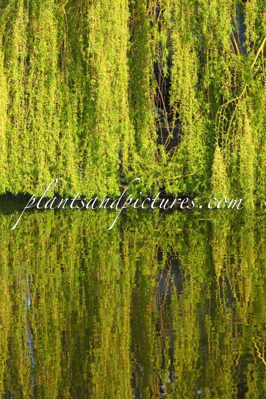 Salix sepulcralis ‘Chrysocoma’