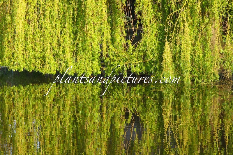 Salix sepulcralis ‘Chrysocoma’