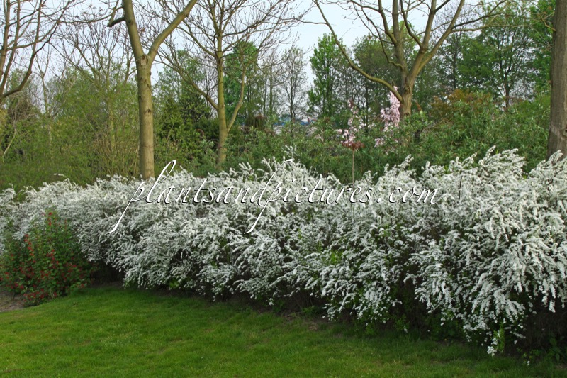 Spiraea arguta