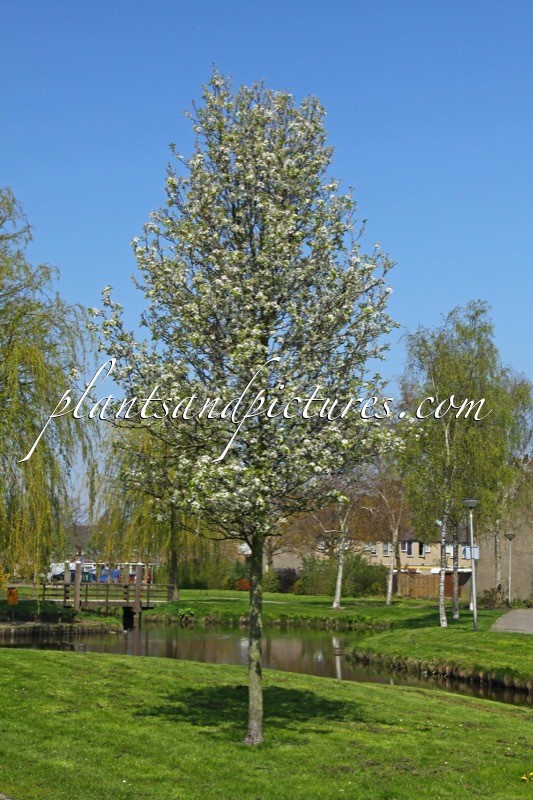 Pyrus calleryana ‘Chanticleer’