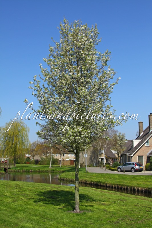 Pyrus calleryana ‘Chanticleer’