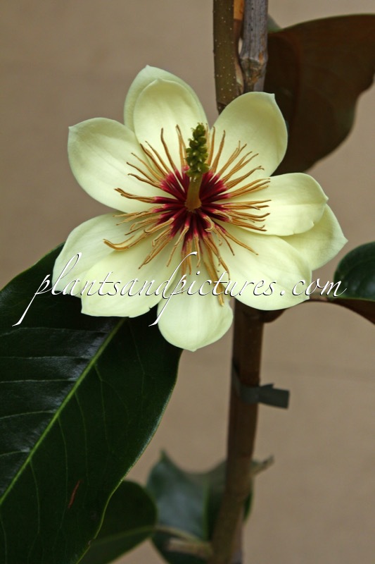 Magnolia foveolata ‘Kinba’