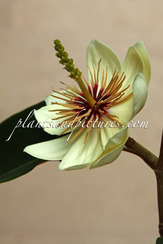 Magnolia foveolata ‘Kinba’