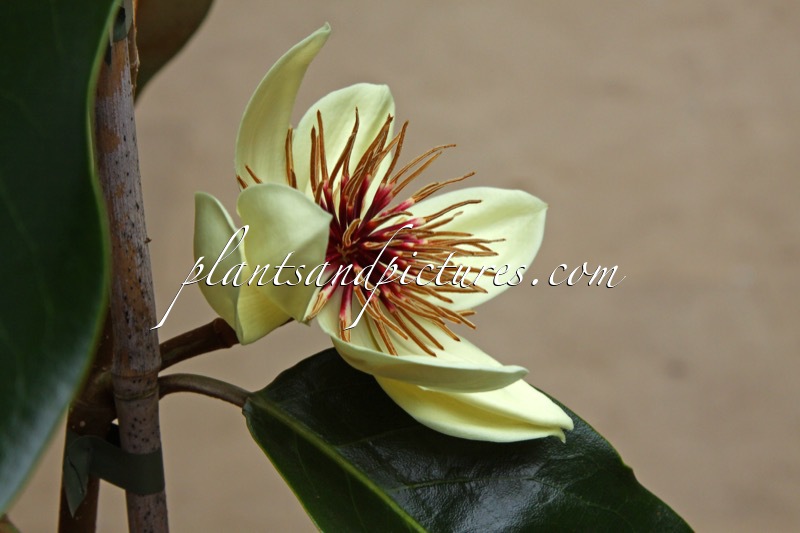 Magnolia foveolata ‘Kinba’