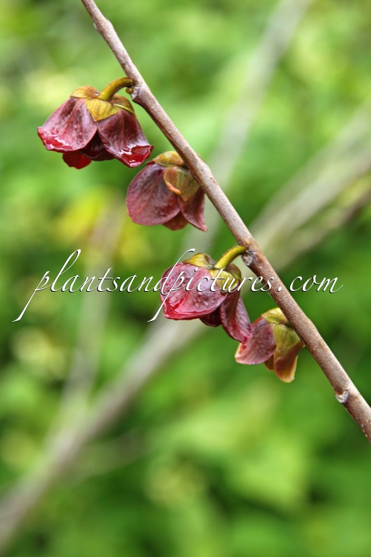 Asimina triloba ‘NC1’