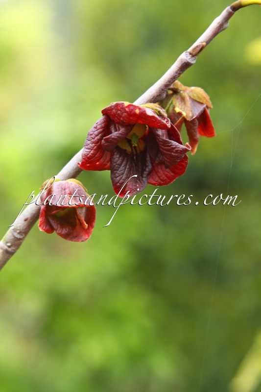 Asimina triloba ‘NC1’