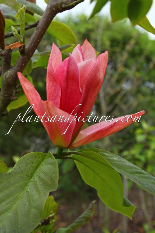 Magnolia ‘Daybreak’