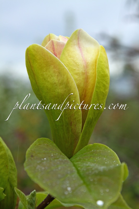 Magnolia ‘Sunsation’