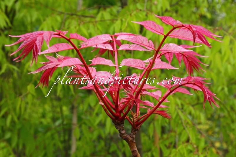 Toona sinensis ‘Flamingo’