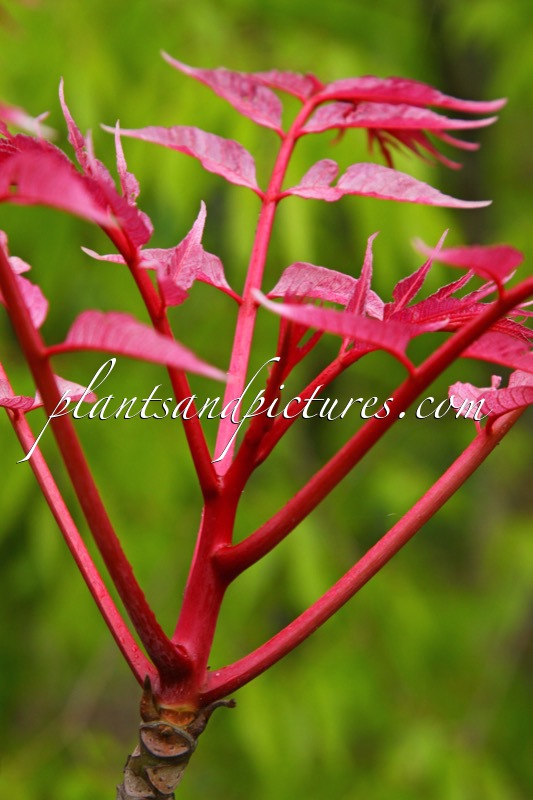 Toona sinensis ‘Flamingo’
