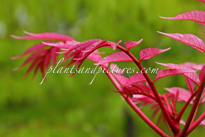 Toona sinensis ‘Flamingo’