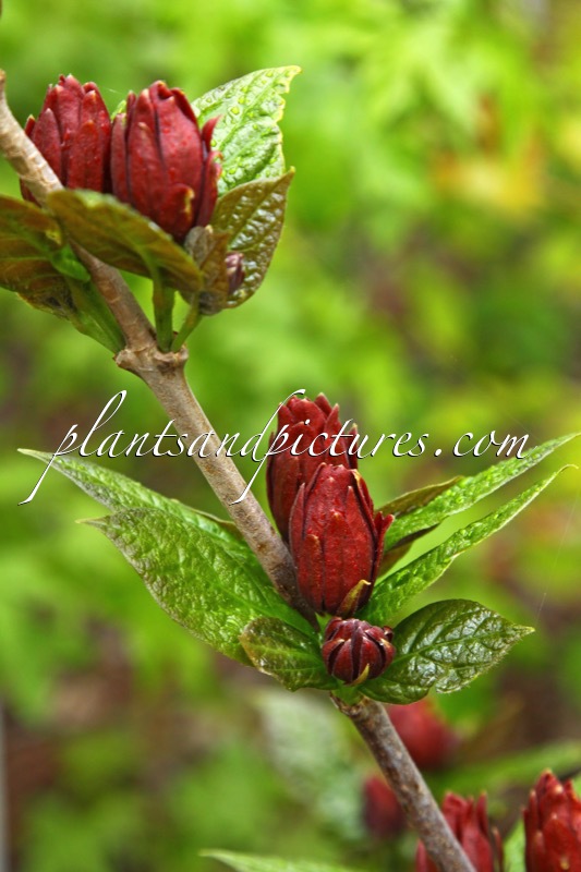 Calycanthus floridus ‘Purpureus’