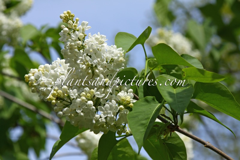 Syringa vulgaris ‘Mme Florent Stepman’