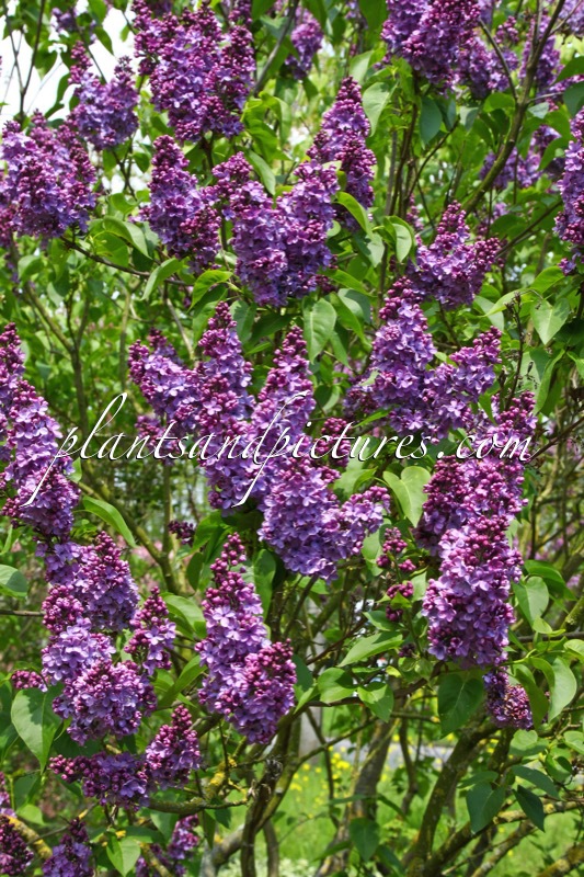 Syringa vulgaris ‘Cavour’