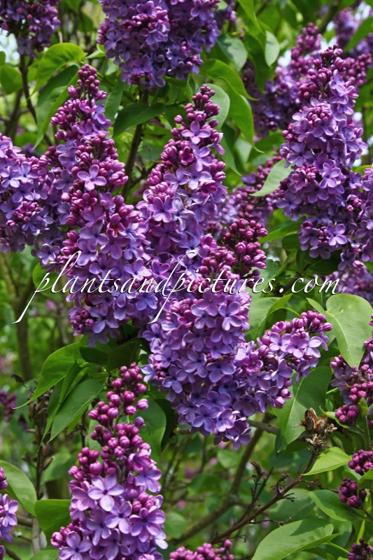 Syringa vulgaris ‘Cavour’