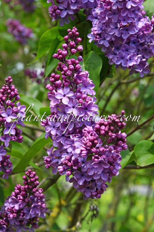 Syringa vulgaris ‘Cavour’
