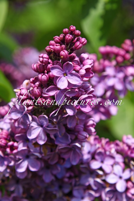 Syringa vulgaris ‘Cavour’