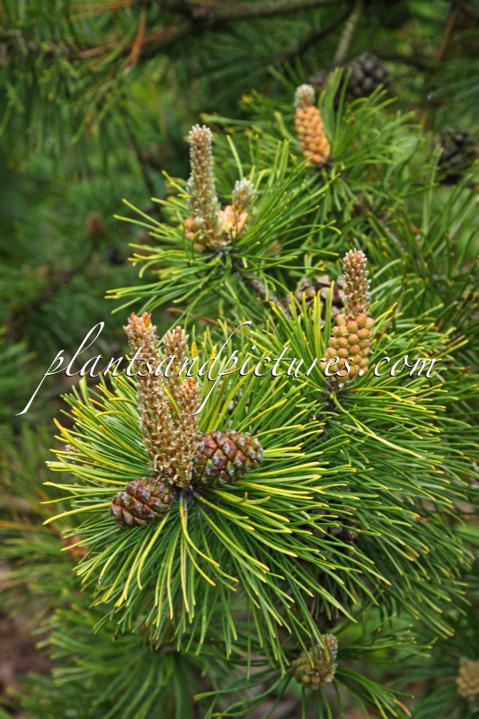 Pinus mugo ‘Zundert’
