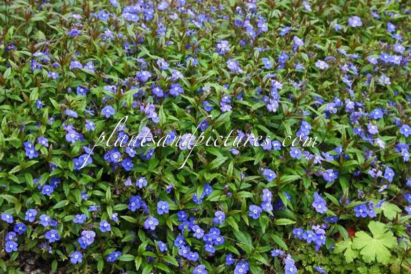 Veronica umbrosa ‘Georgia Blue’