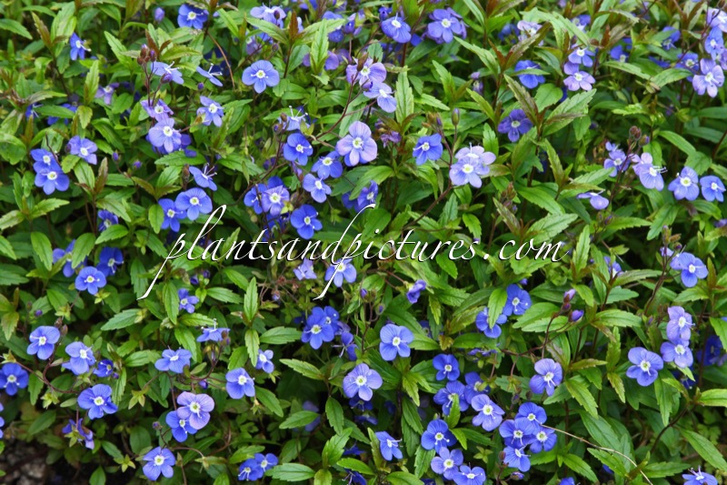 Veronica umbrosa ‘Georgia Blue’