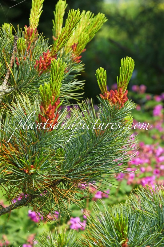 Pinus pumila ‘Glauca’