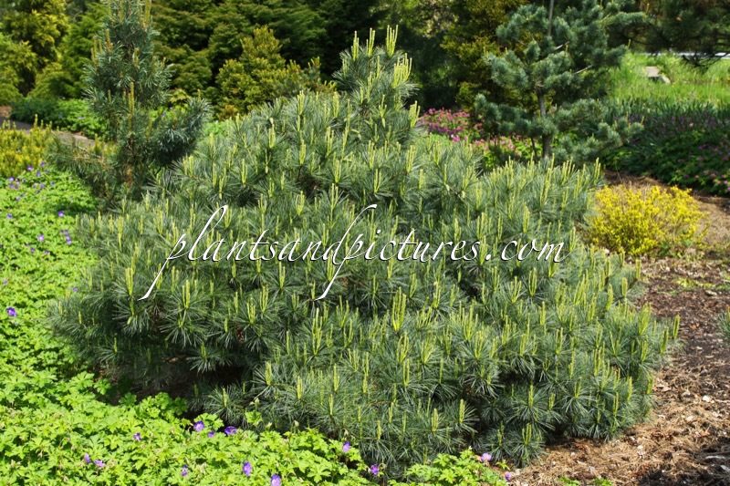 Pinus strobus ‘Blue Shag’