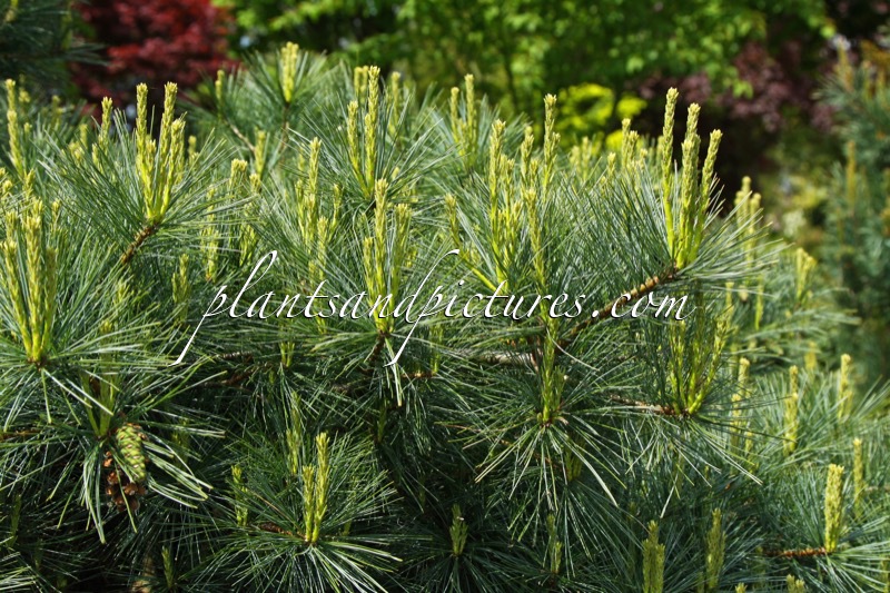 Pinus strobus ‘Blue Shag’