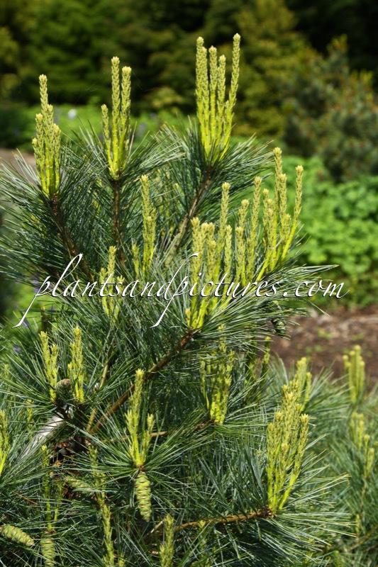 Pinus strobus ‘Blue Shag’