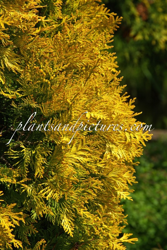 Thuja occidentalis ‘Sunkist’