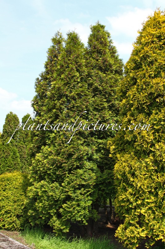 Thuja occidentalis ‘Brabant’