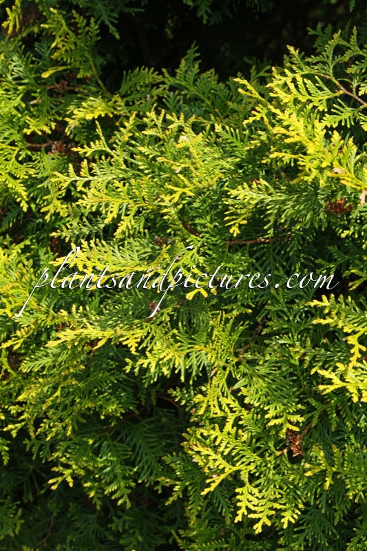 Thuja occidentalis ‘Brabant’