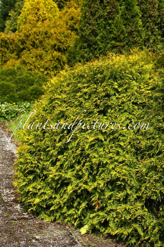 Thuja occidentalis ‘Golden Globe’