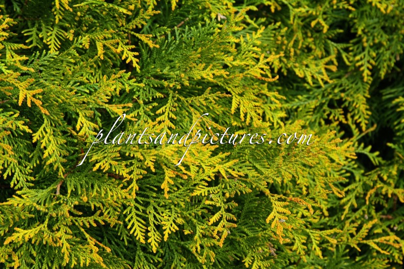 Thuja occidentalis ‘Golden Globe’