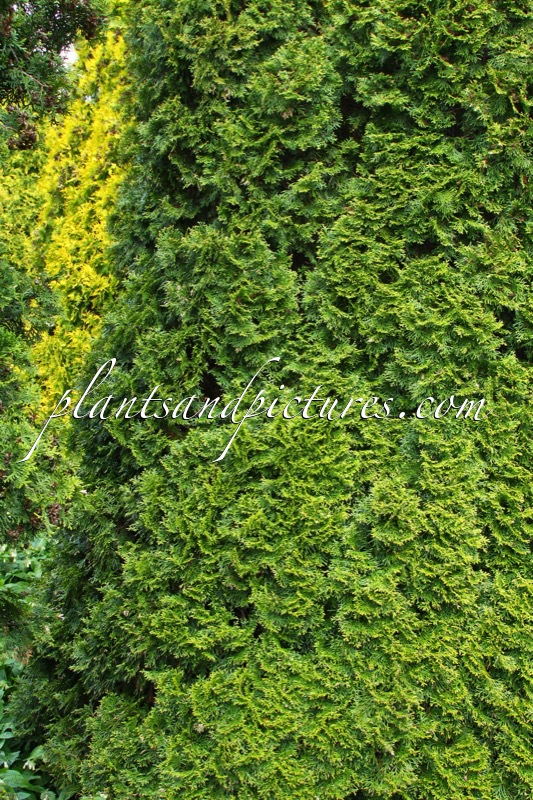 Thuja occidentalis ‘Smaragd’