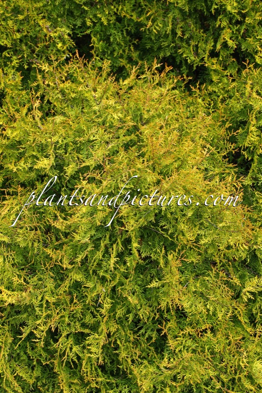 Thuja occidentalis ‘Rheingold’