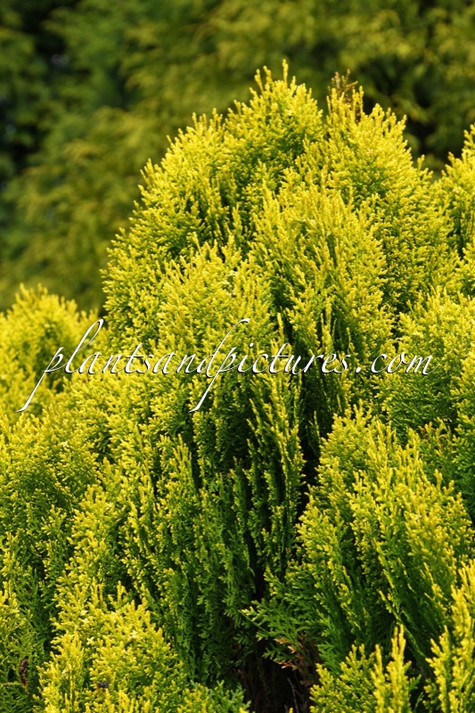 Platycladus orientalis ‘Aurea Nana’