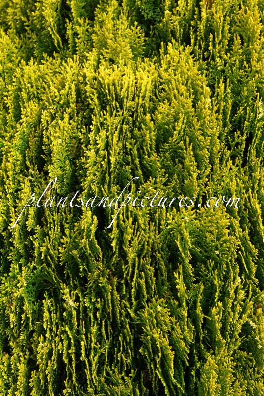 Platycladus orientalis ‘Aurea Nana’