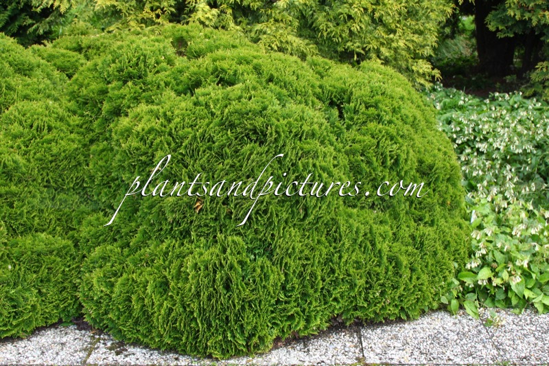 Thuja occidentalis ‘Danica’