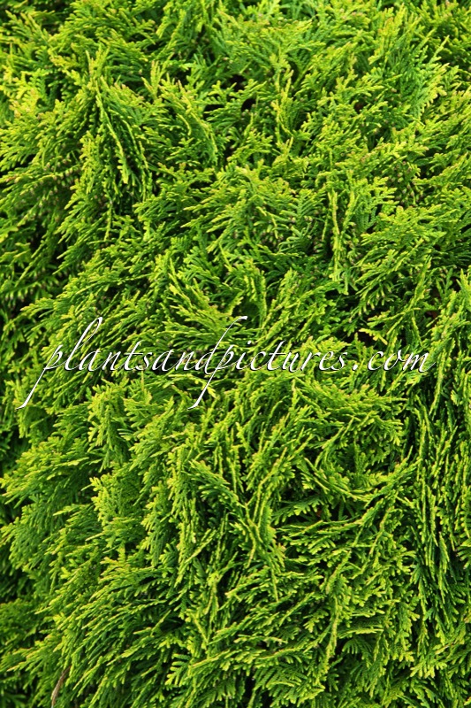Thuja occidentalis ‘Danica’