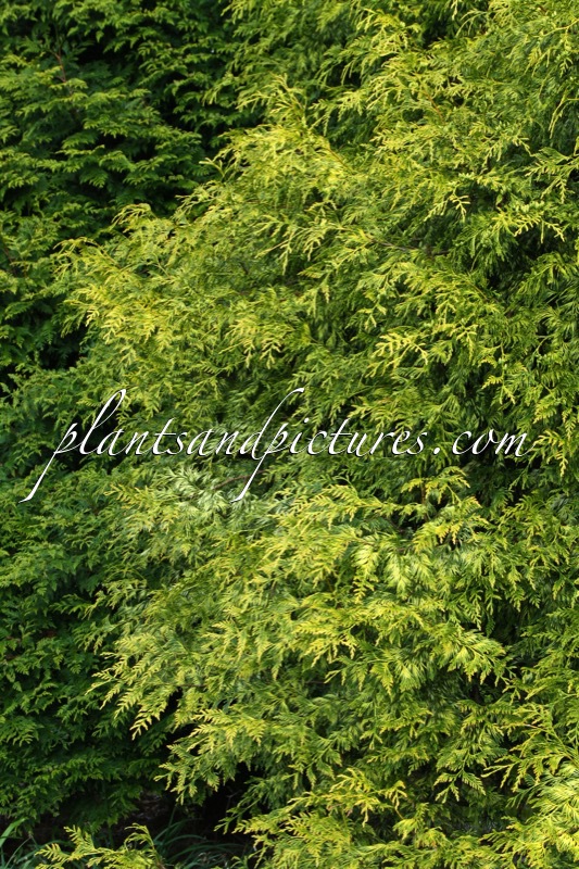 Thuja plicata ‘Zebrina’