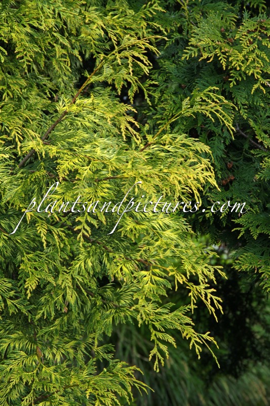 Thuja plicata ‘Zebrina’