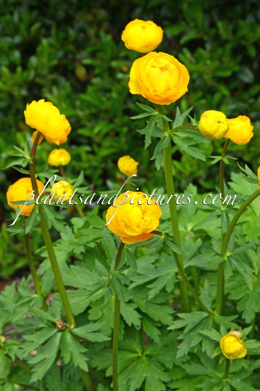 Trollius ‘Orange Princess’