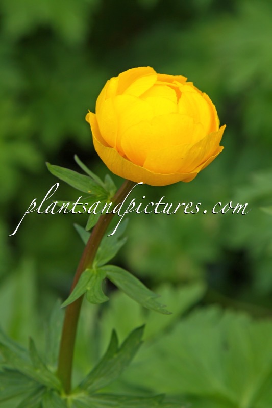 Trollius ‘Orange Princess’