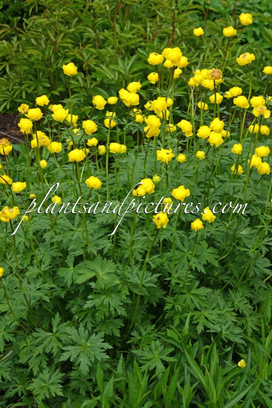 Trollius europaeus ‘Superbus’